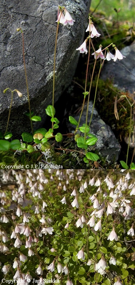 Linnaea borealis, vanamo